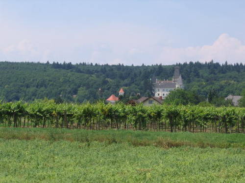 IMG_2447.jpg